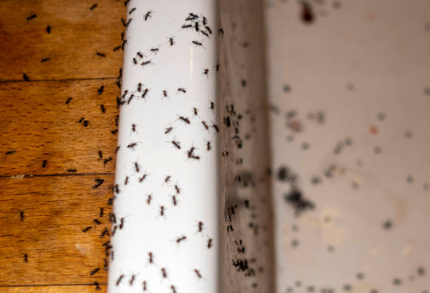 Best Residential Pest Control  in Liolnton, NC